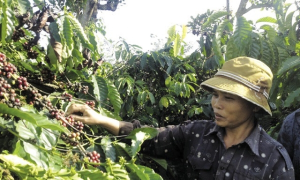 Mùa không vui của người trồng cà phê Tây Nguyên